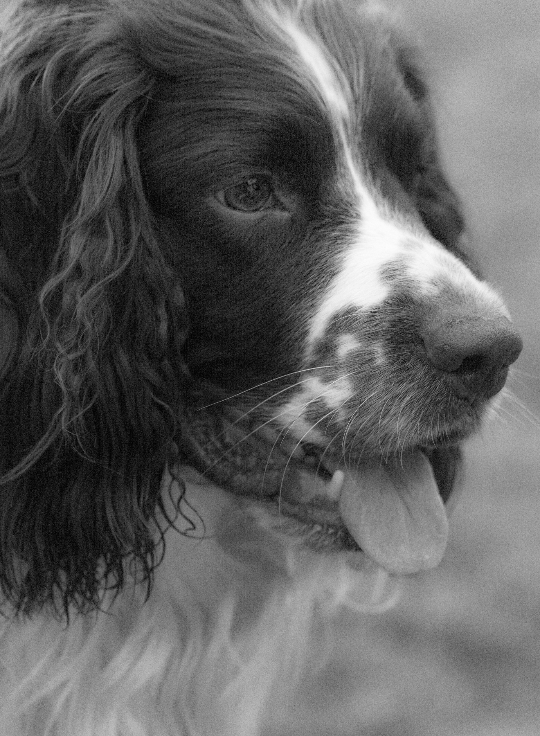 Morris 2016