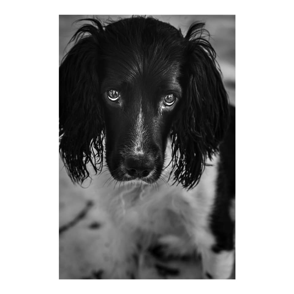 Lexie