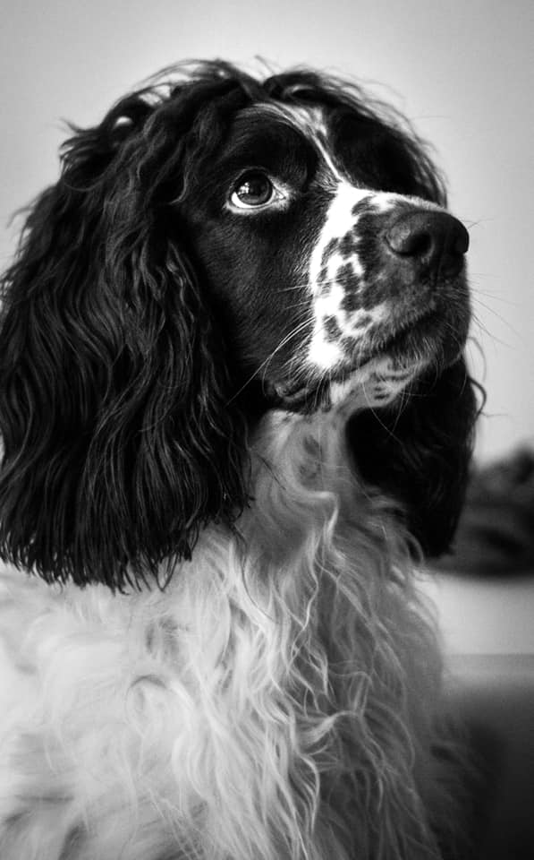 Morris 